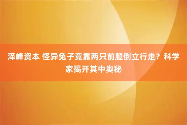 泽峰资本 怪异兔子竟靠两只前腿倒立行走？科学家揭开其中奥秘